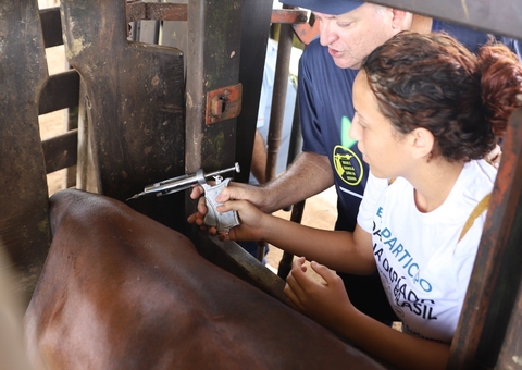 Última etapa da campanha de vacinação contra febre aftosa inicia no Amazonas
