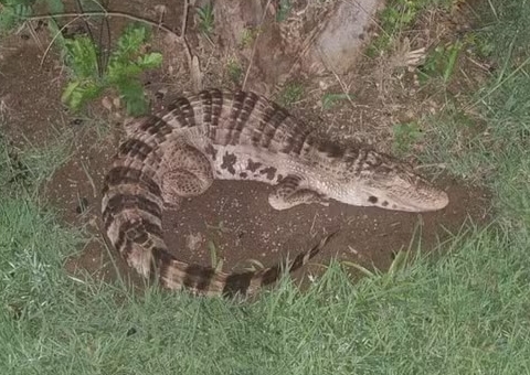 Polícia e bombeiros são acionados para resgatar jacaré ‘fake’ em condomínio; vídeo