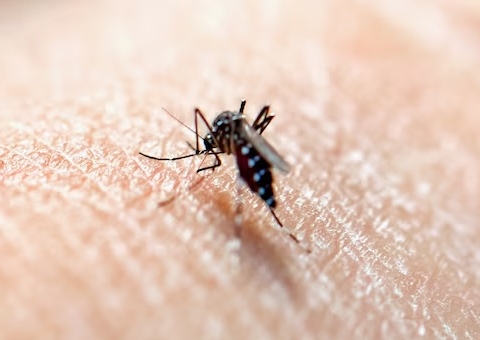 Amazonas e outros 7 estados têm tendência de queda nos casos de dengue