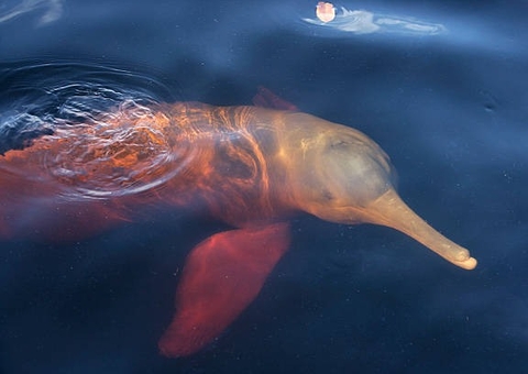 Botos, tamanduás e outros animais podem ser extintos com mudança climática