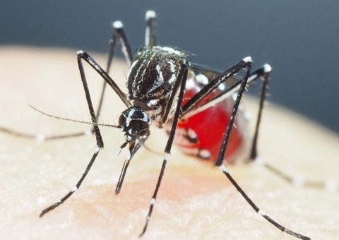 Amazonas está entre os 8 estados com queda em casos de Dengue