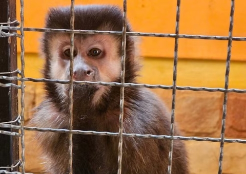 Homem é investigado por fornecer drogas e bebidas alcoólicas a macaco-prego