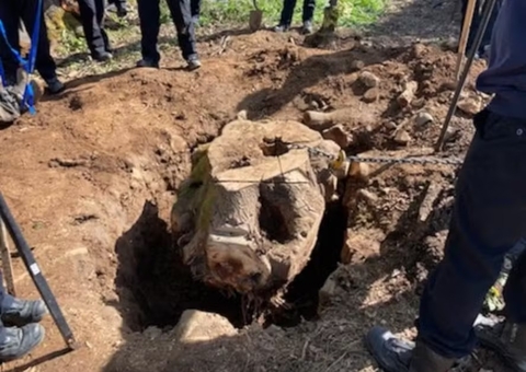 Morador morre esmagado por tronco de árvore de meia tonelada