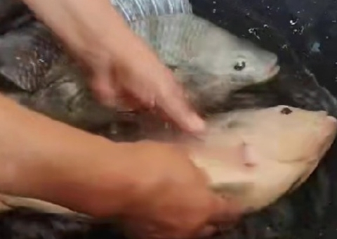 Mulher leva susto ao 'ressuscitar' peixe com massagem cardíaca; vídeo 