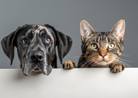 Novo Código Civil propõe direito dos animais 