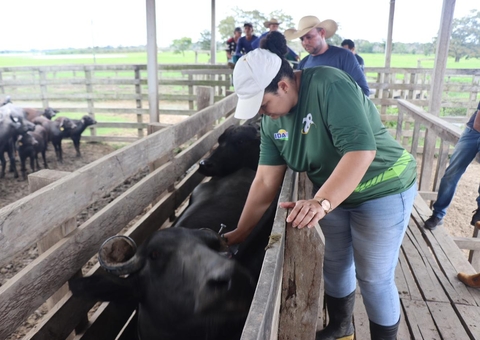 Idam alerta sobre fim do prazo para vacinação contra febre aftosa no Amazonas