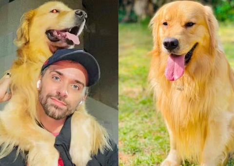 Morte de golden em voo da Gol é investigada; regras para transporte de pets devem ser revisadas