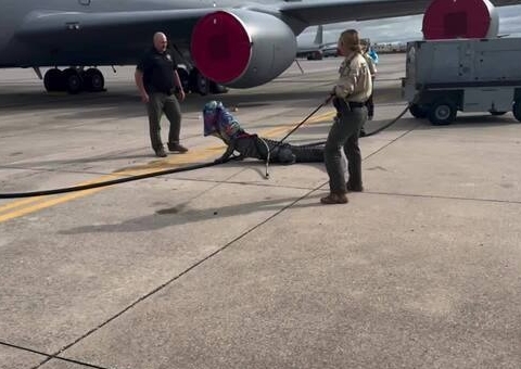 Jacaré gigante invade pista da Força Aérea; vídeo