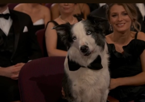 Cão de Anatomia de Uma Queda, Messi vai ganhar minissérie