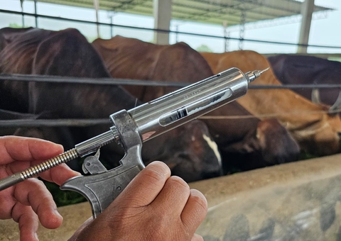 Vacinação contra febre aftosa não será prorrogada e Adaf alerta para prazo