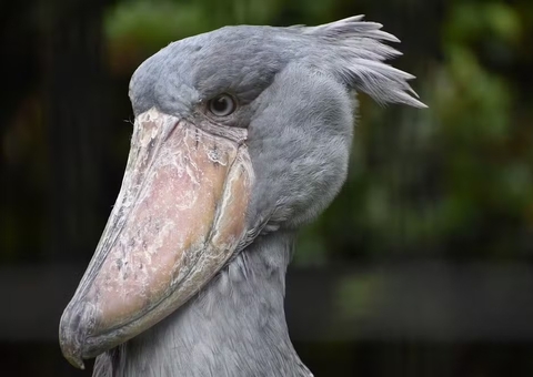 Conheça a ave que faz sons de metralhadora, come crocodilos e mata irmãos