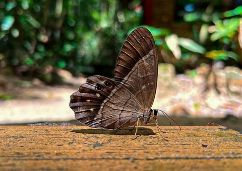Museu da Amazônia terá entrada a R$10 no mês de maio; saiba mais