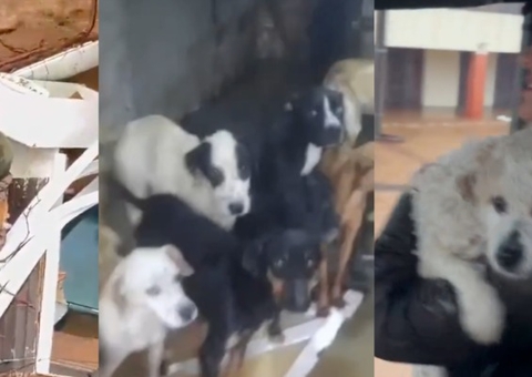 Vídeos mostram animais ilhados pela chuva sendo resgatados no RS