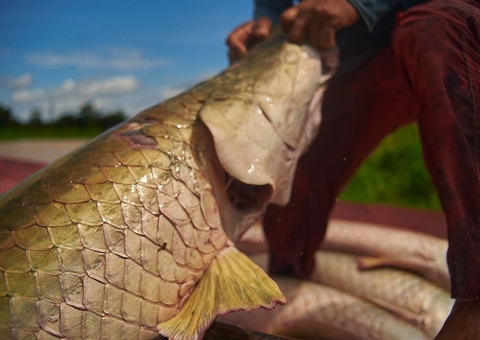 Feira do Pirarucu terá pescado a partir de R$ 5 neste sábado em Manaus