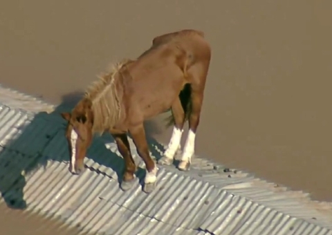 Cavalo fica ilhado em telhado de casa no RS; vídeo 