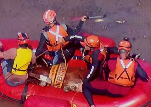 Vídeo: Cavalo Caramelo ilhado em telhado no RS é resgatado e ganhará novo lar