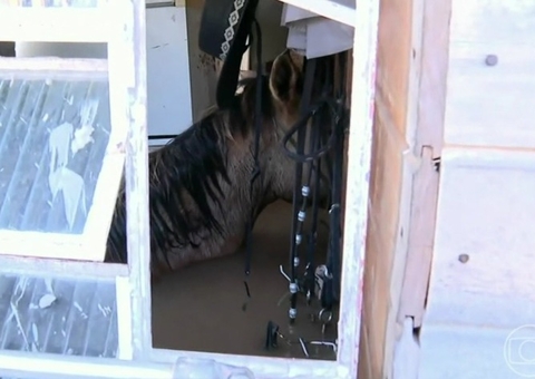 Sem saída: Cavalo fica submerso dentro de casa em Canoas, no RS