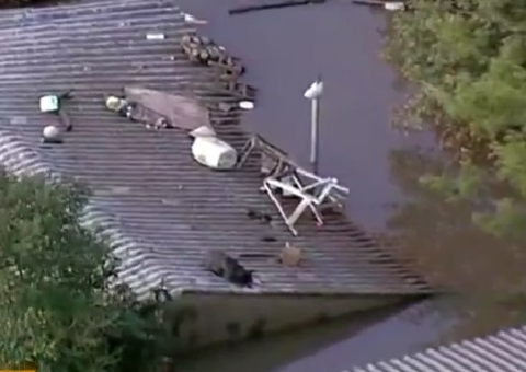 Vídeo: Internautas pedem ajuda para resgate de cachorro ilhado em cima de telhado