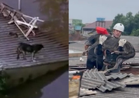 Cachorro ilhado em telhado no RS é resgatado por equipe de resgate de Manaus