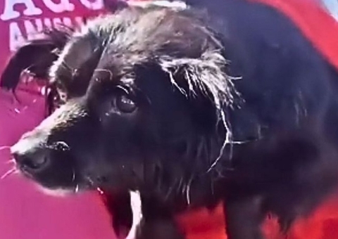 Trauma: Cachorros resgatados de enchentes do RS ficam 'nadando' no ar 