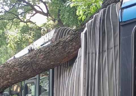 Ônibus 640 fica preso em tronco gigante de árvore em Manaus; vídeo