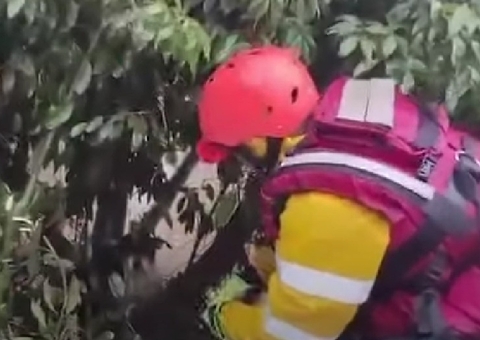 Cachorro debilitado é encontrado apoiado em cima de árvore em meio às enchentes no RS