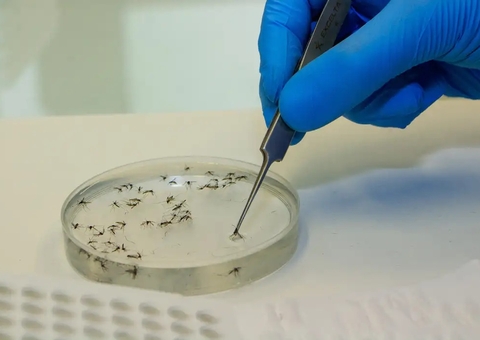 Ministério da Saúde alerta para disseminação da febre Oropouche no Brasil