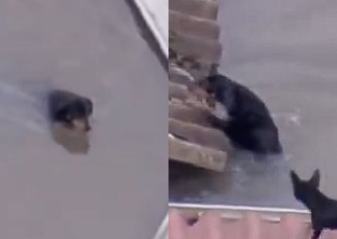 Desesperador: cachorro tenta escapar da enchente subindo em telhado no RS