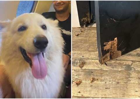 Cachorros de Nattan sequestrados por Henrique, da dupla com Juliano, destroem casa de cantor