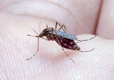 Casos de Febre Oropouche aumentam no Brasil; Amazonas lidera ranking