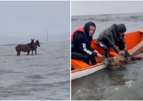 Éguas são resgatadas após passarem duas semanas ilhadas no RS
