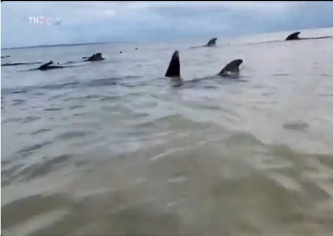 19 baleias-piloto encalham em praia do Litoral Norte de RN; vídeo