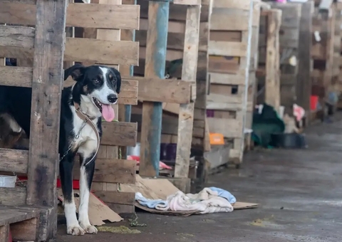 Após enchentes no RS, abrigos tentam encontrar lar para quase 20 mil animais
