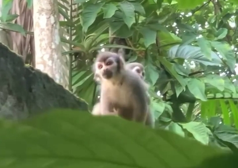 Bosque da Ciência tem programação gratuita na Semana do Meio Ambiente em Manaus