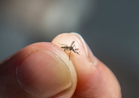 Brasil concentra 82% dos casos de dengue do mundo