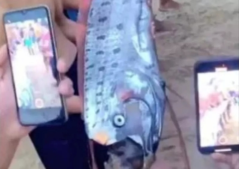 Peixe-remo que 'prevê desastres naturais' aparece no Vietnã