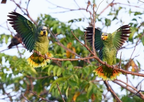 Turismo de Observação de Aves é Tendência no Amazonas