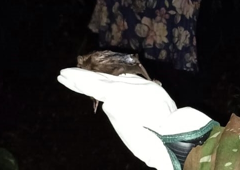 FVS realiza ação de controle de morcegos vampiros no Amazonas