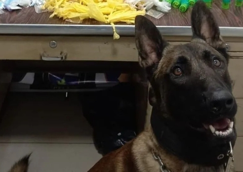 Cão farejador da PM descobre esconderijo de drogas