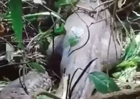 Moradores encontram píton gigante e descobrem que animal engoliu mulher