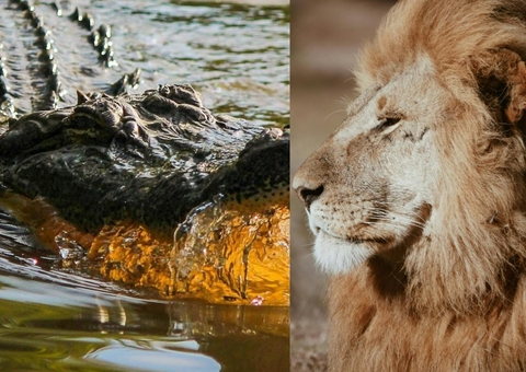 Leão de 3 patas atravessa rio infestado de crocodilos para procurar fêmeas