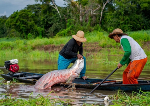 Instituto Mamirauá fala sobre manejo sustentável do Pirarucu em painel do G20