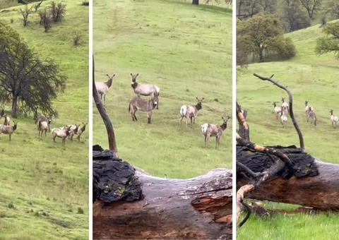 Burro desaparecido há 5 anos é encontrado liderando matilha de veados