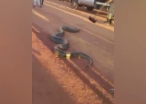 Sucuri gigante é flagrada atravessando BR-317 no Amazonas