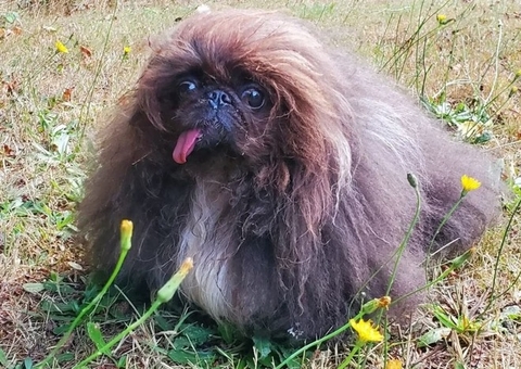Concurso elege o cachorro mais feio do mundo