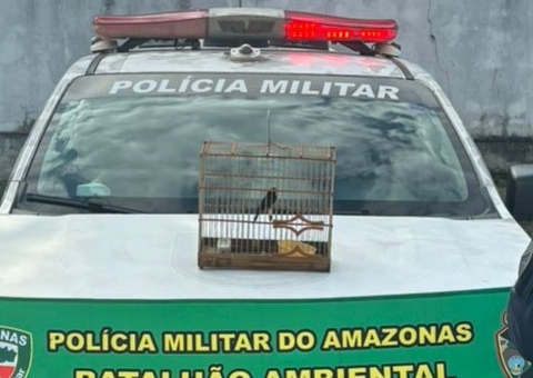 Homem é preso por ter pássaro silvestre com licença ambiental vencida em Manaus