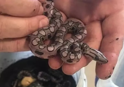 Jiboia 'Ronaldo' surpreende ao parir 14 filhotes mesmo isolado há 9 anos