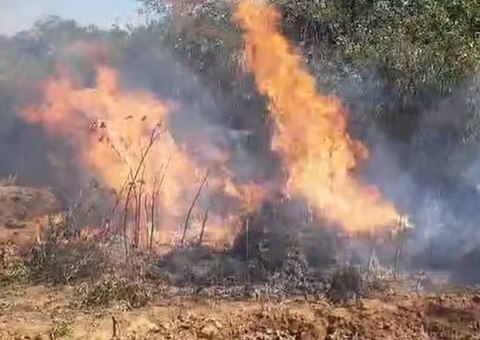 Em três dias, mais de 92 mil pés de maconha são queimados na Bahia