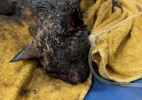 Gato é encontrado coberto de piche no Cidade Nova