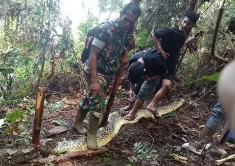 Mulher desaparece ao sair de casa para comprar remédio e é encontrada dentro de cobra gigante
